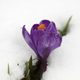 Image for article titled 57 Gorgeous Spring Wallpapers